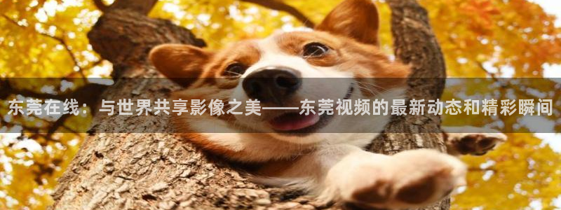 神马影院动漫免费观看