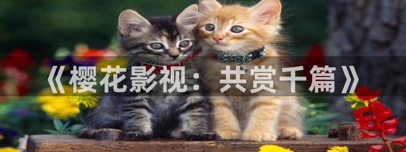 神马影院电视剧在线看入口免费